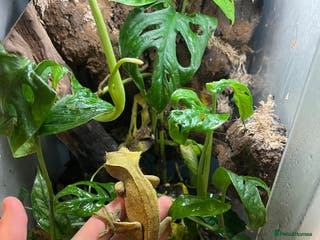 Gecko reptiles Male Crested Gecko - Advert 1