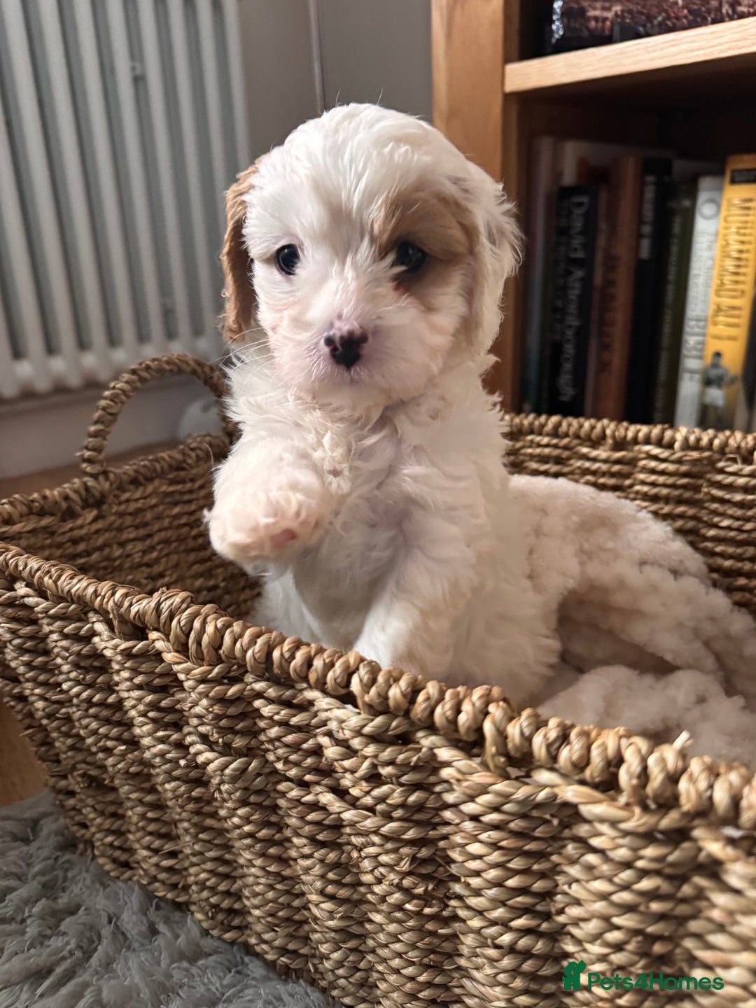Cavapoo dogs for sale: Stunning F1 Toy Cavapoo puppies  - Advert 8