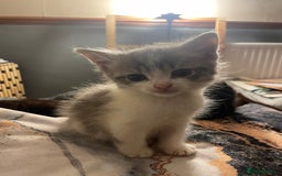 Mixed Breed cats for sale: 3 kittens - Image 6
