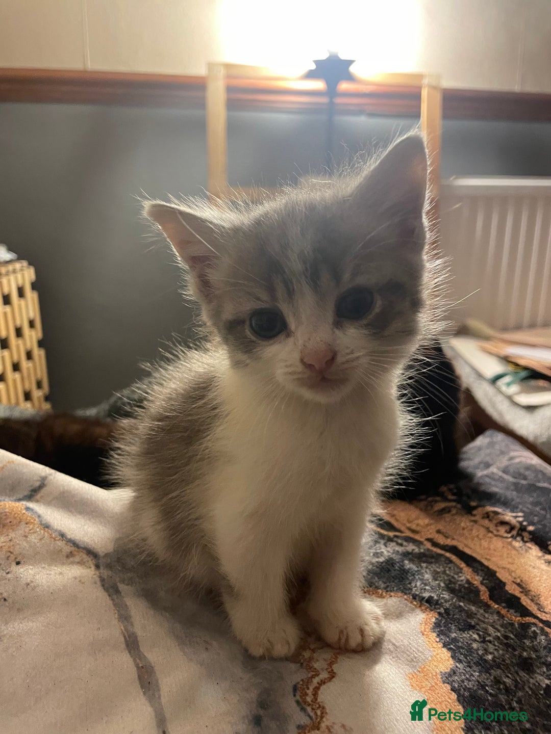 Mixed Breed cats for sale: 3 kittens - Image 6