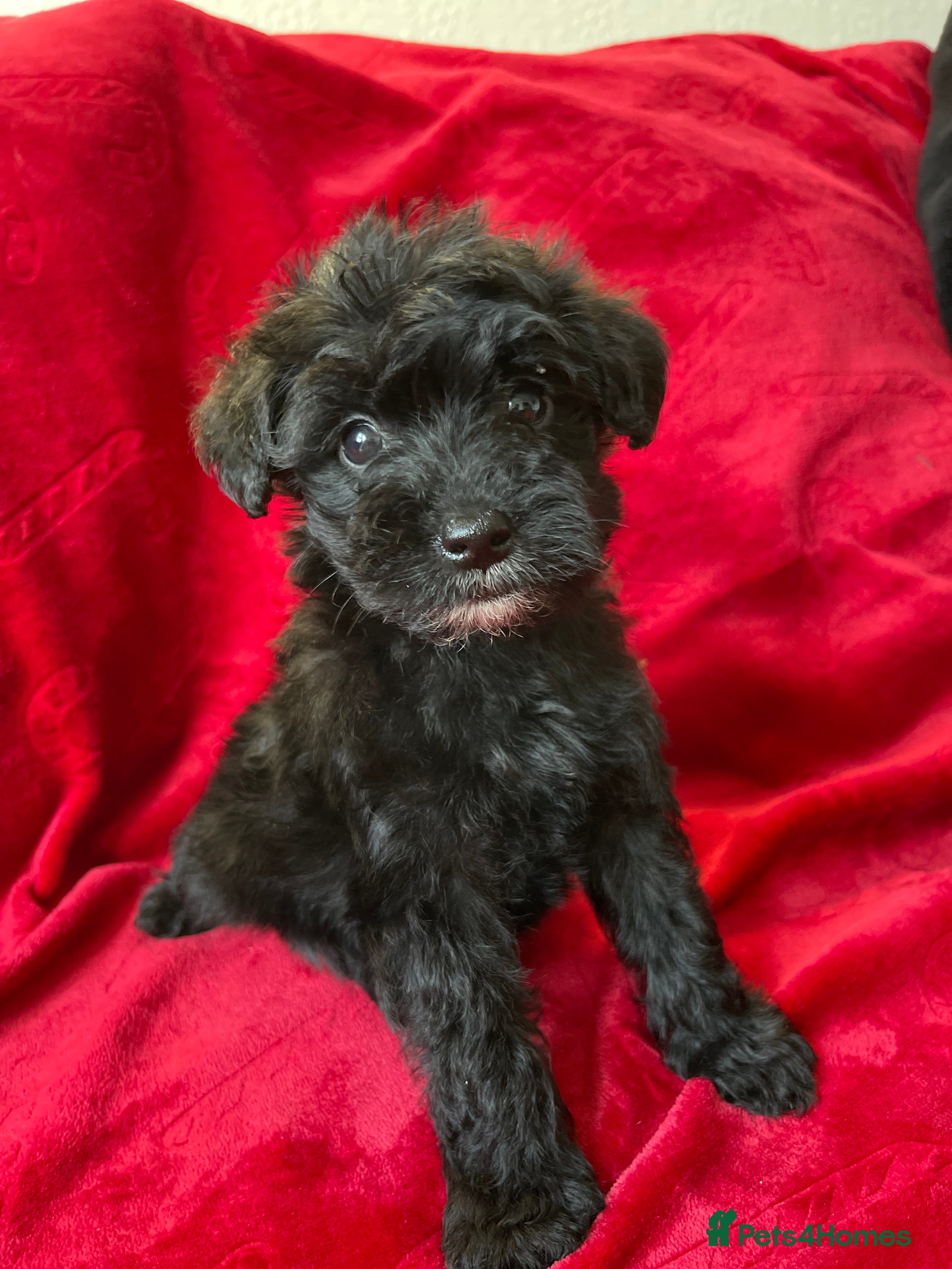 Yorkshire Terrier dogs Yorkshire terriers biewer  - Advert 1