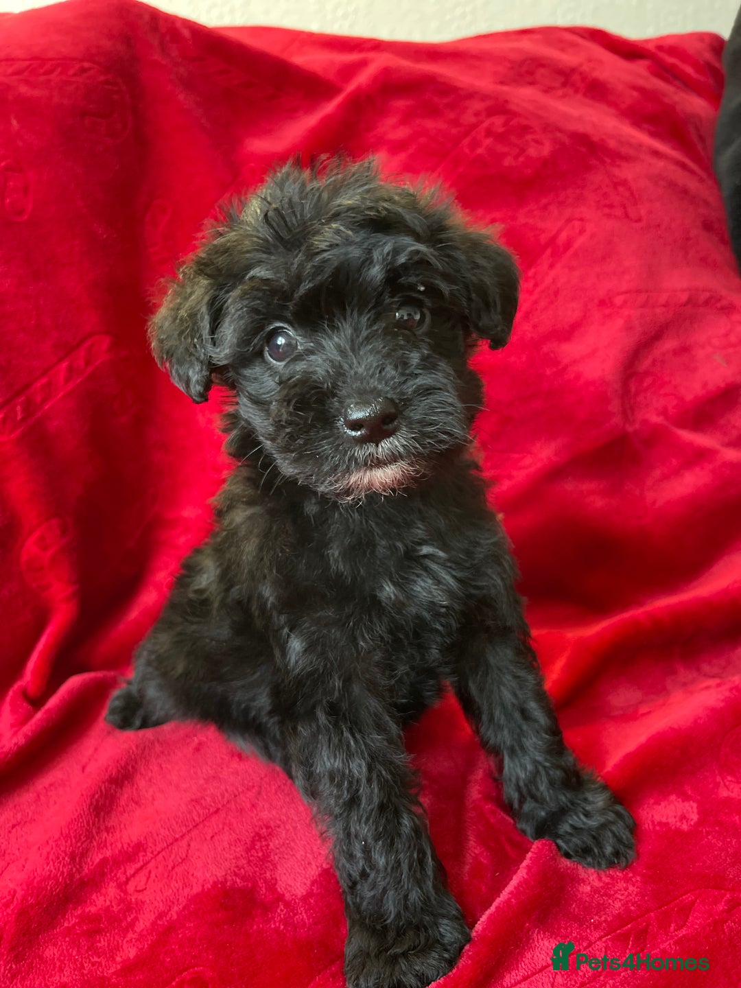 Yorkshire Terrier dogs for sale: Yorkshire terriers - Advert 17