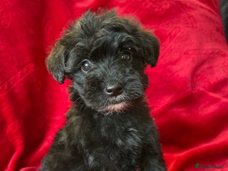 Yorkshire Terrier dogs Yorkshire terriers biewer - Advert 1