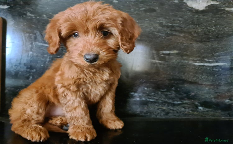 Cockapoo dogs Champion Quality Red F1 Cockapoo Puppies  - Advert 11