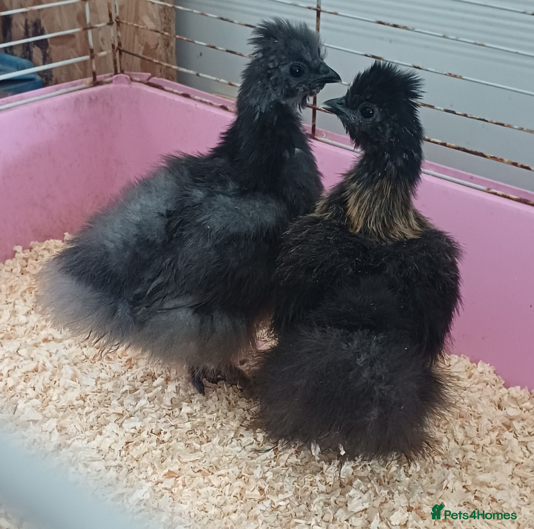 Chickens poultry Silkie chicks, hatching eggs available - Advert 9