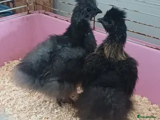 Chickens poultry Silkie chicks, hatching eggs available - Advert 10