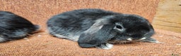 Dwarf Lop rabbits for sale:  Dwarf lops, one boy one girl left .  vaccinated  - Advert 7
