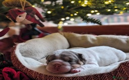 English Bulldog dogs for sale: 🐶🏡 Beautiful English Bulldog  Available! 🐾❤️ - Image 1