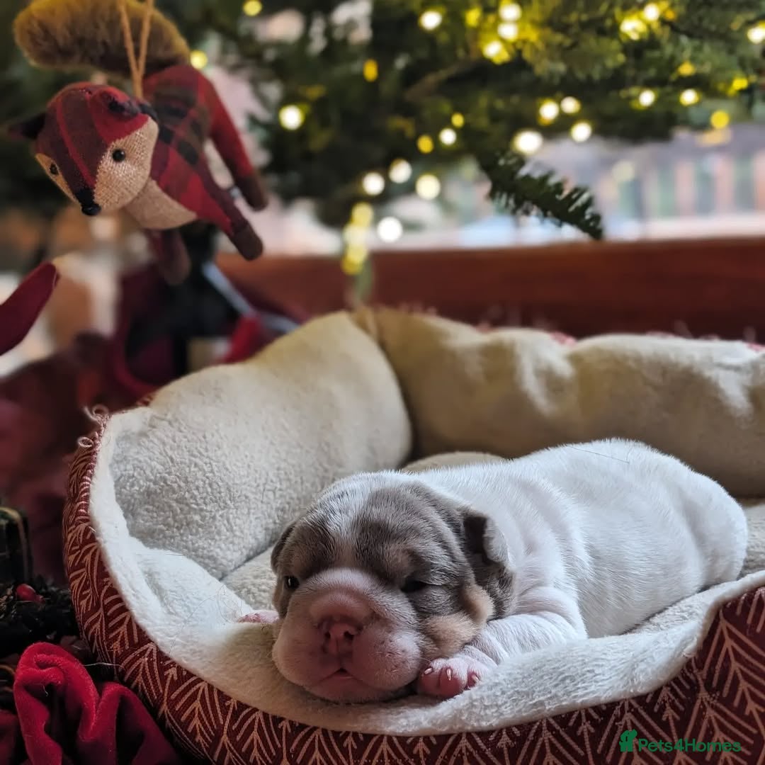 English Bulldog dogs for sale: 🐶🏡 Beautiful English Bulldog  Available! 🐾❤️ - Image 1