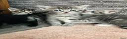 American Shorthair cats for sale: 2 stunning silver tabby boys - Advert 8