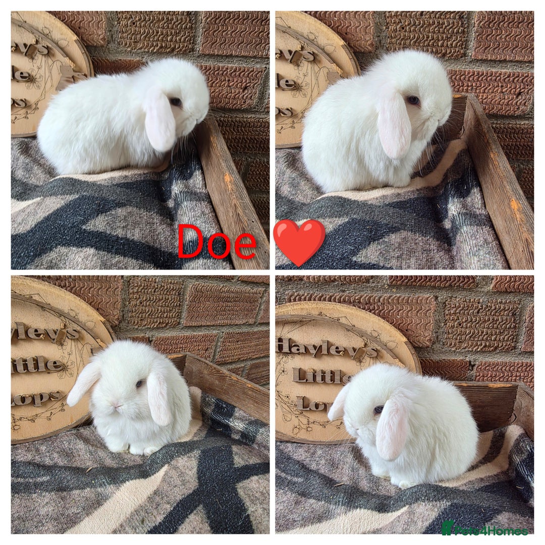 Mini Lop rabbits for sale: Gorgeous pure breed mini lops  - Advert 5