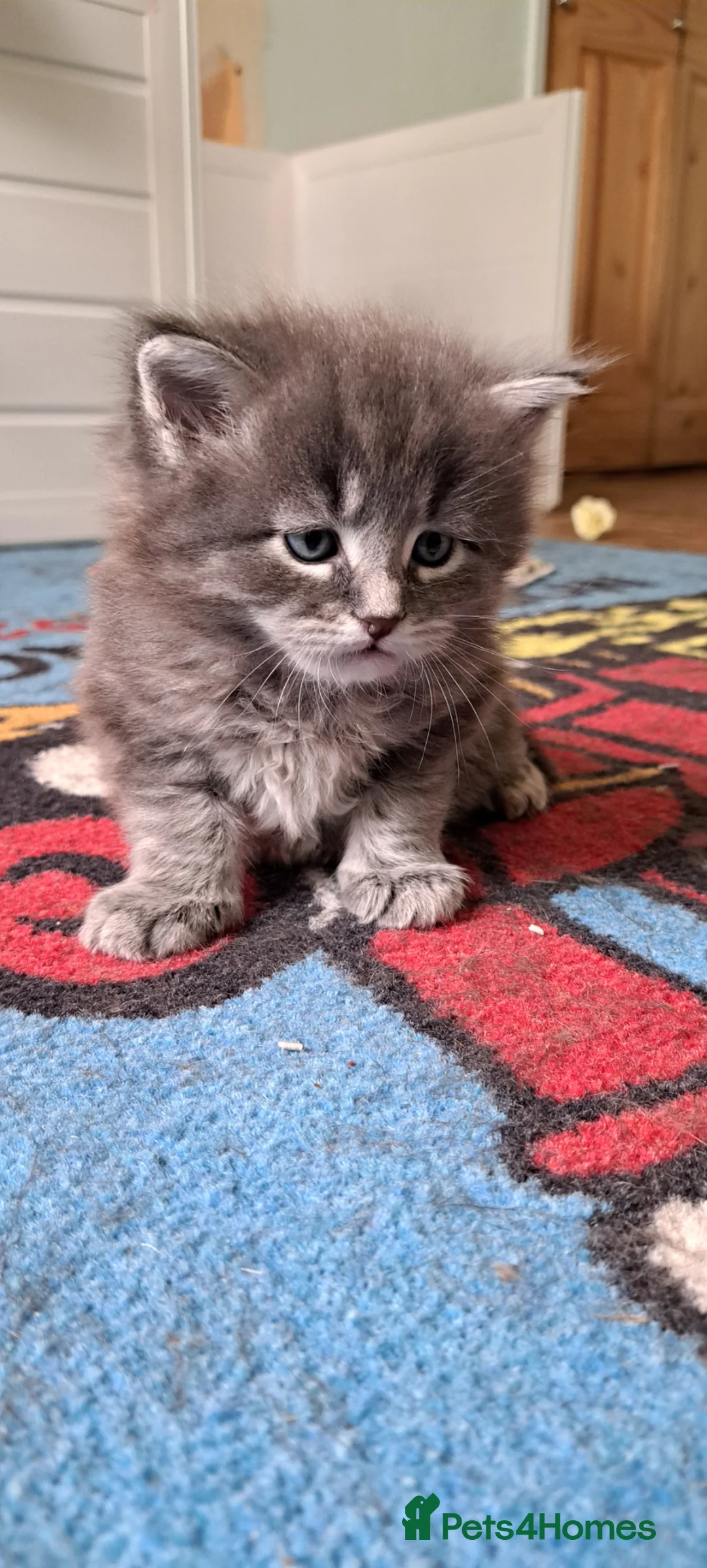 Siberian cats for sale: Pedigree healthtested Classic Siberian litter - Advert 11