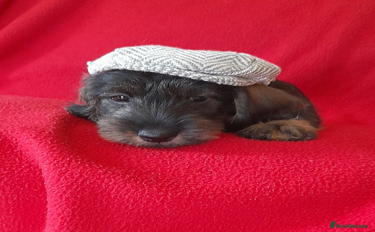 Miniature Dachshund dogs - Advert 13