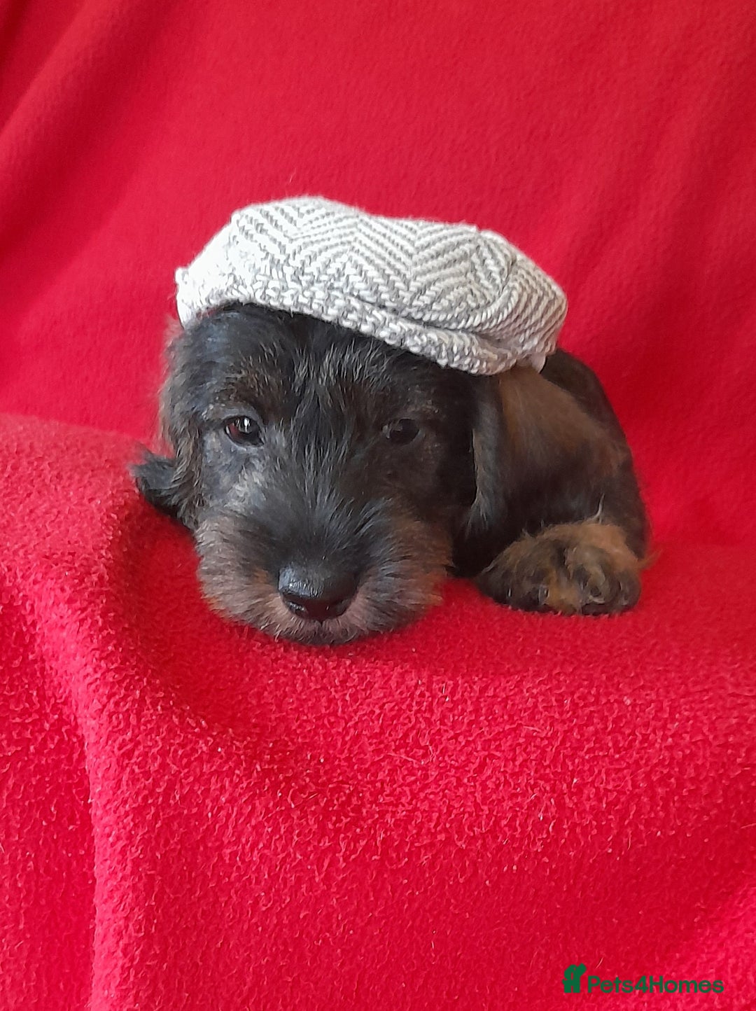 Sausage Dog Wire Haired Dachshund Cairn Terrier Mix Scruffy