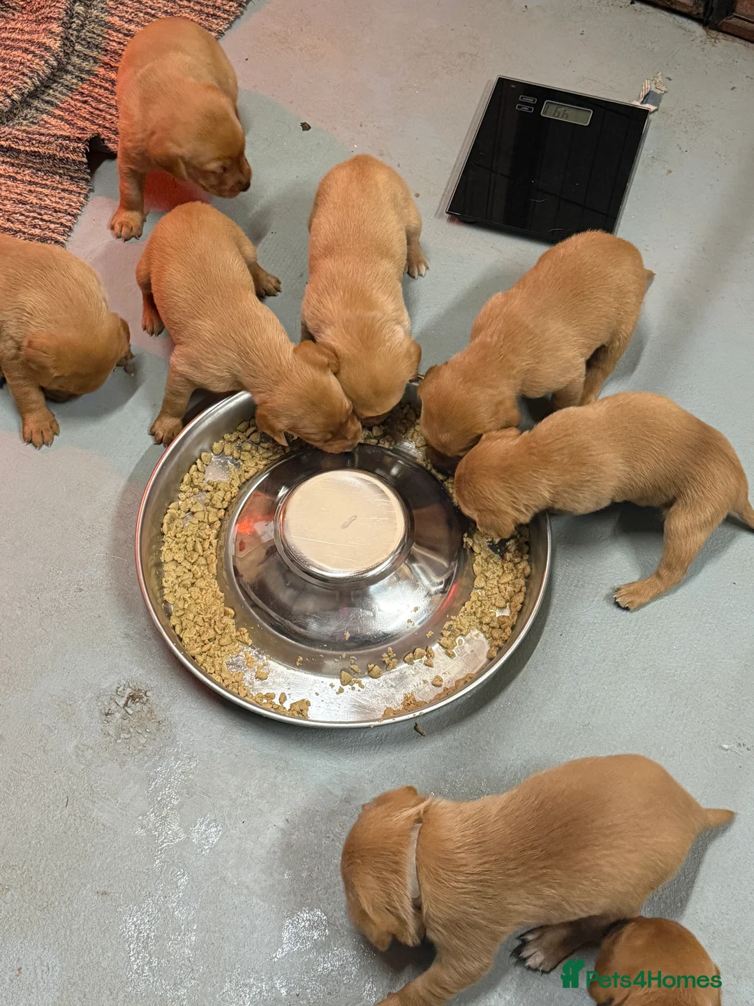 Labrador Retriever dogs for sale: FULLY HEALTH TESTED FOX RED LABRADOR PUPPIES - Advert 5