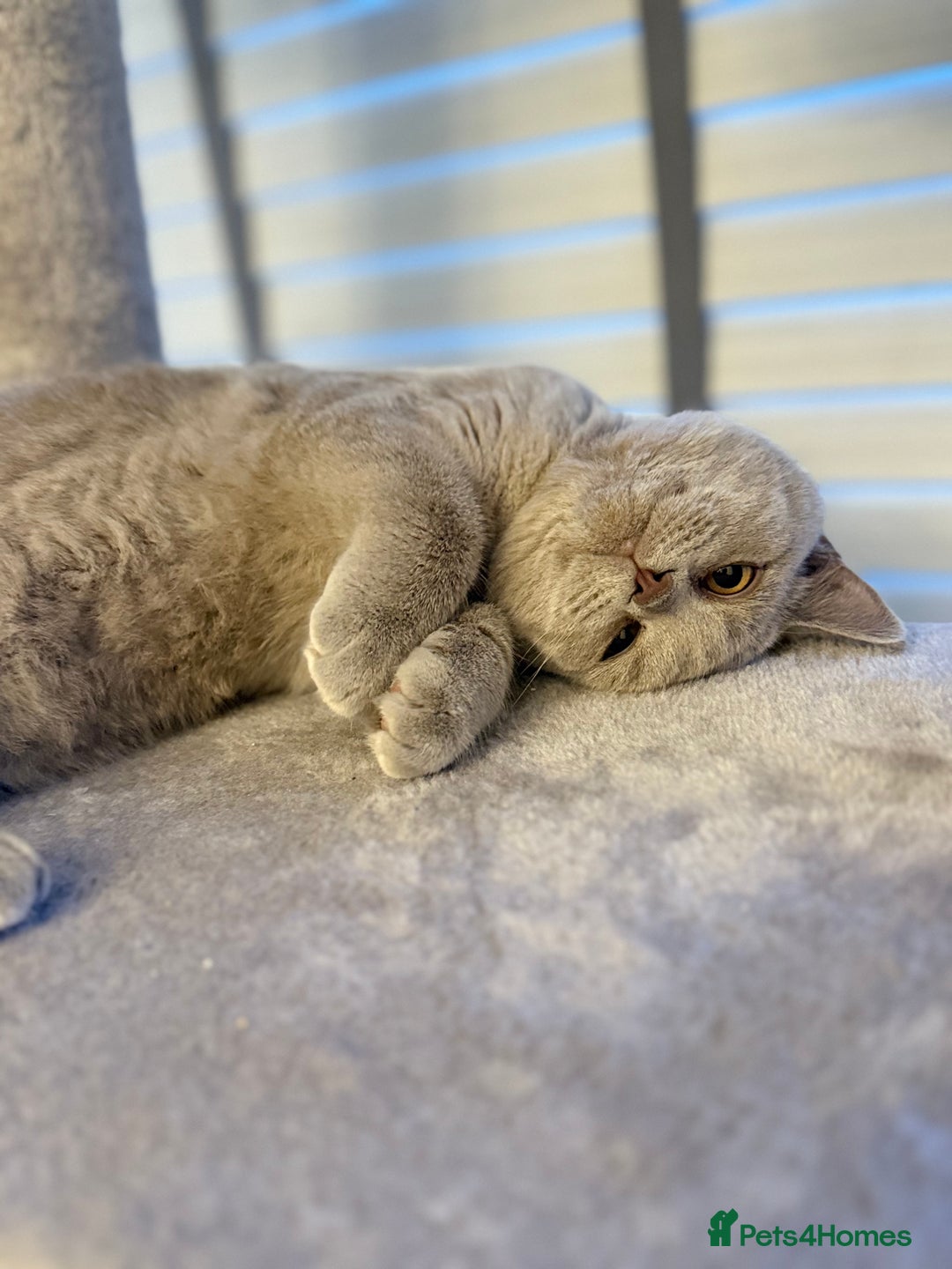 British Shorthair cats for sale: British short hair  - Advert 1