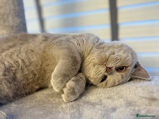 British Shorthair cats British short hair - Advert 2