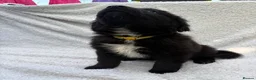 Mixed Breed dogs for sale: German shepherd mix puppies! - Advert 13