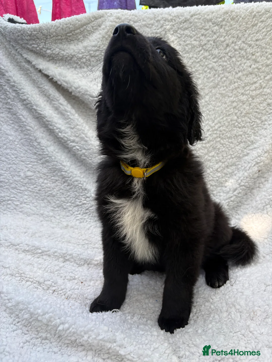 Mixed Breed dogs for sale: German shepherd mix puppies! - Advert 13