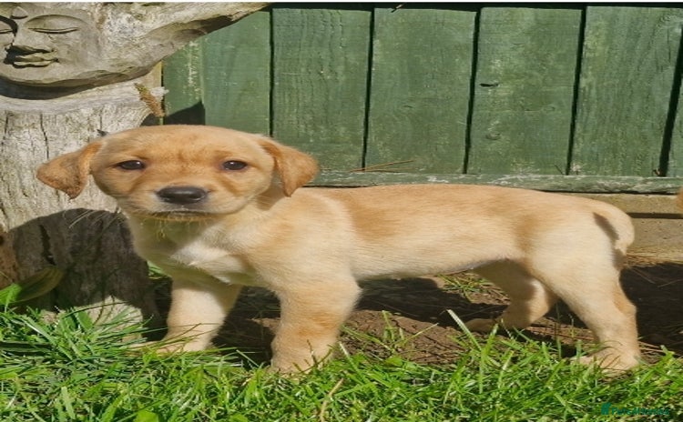 Labrador Retriever dogs - Advert 1
