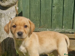 Labrador Retriever dogs - Advert 3