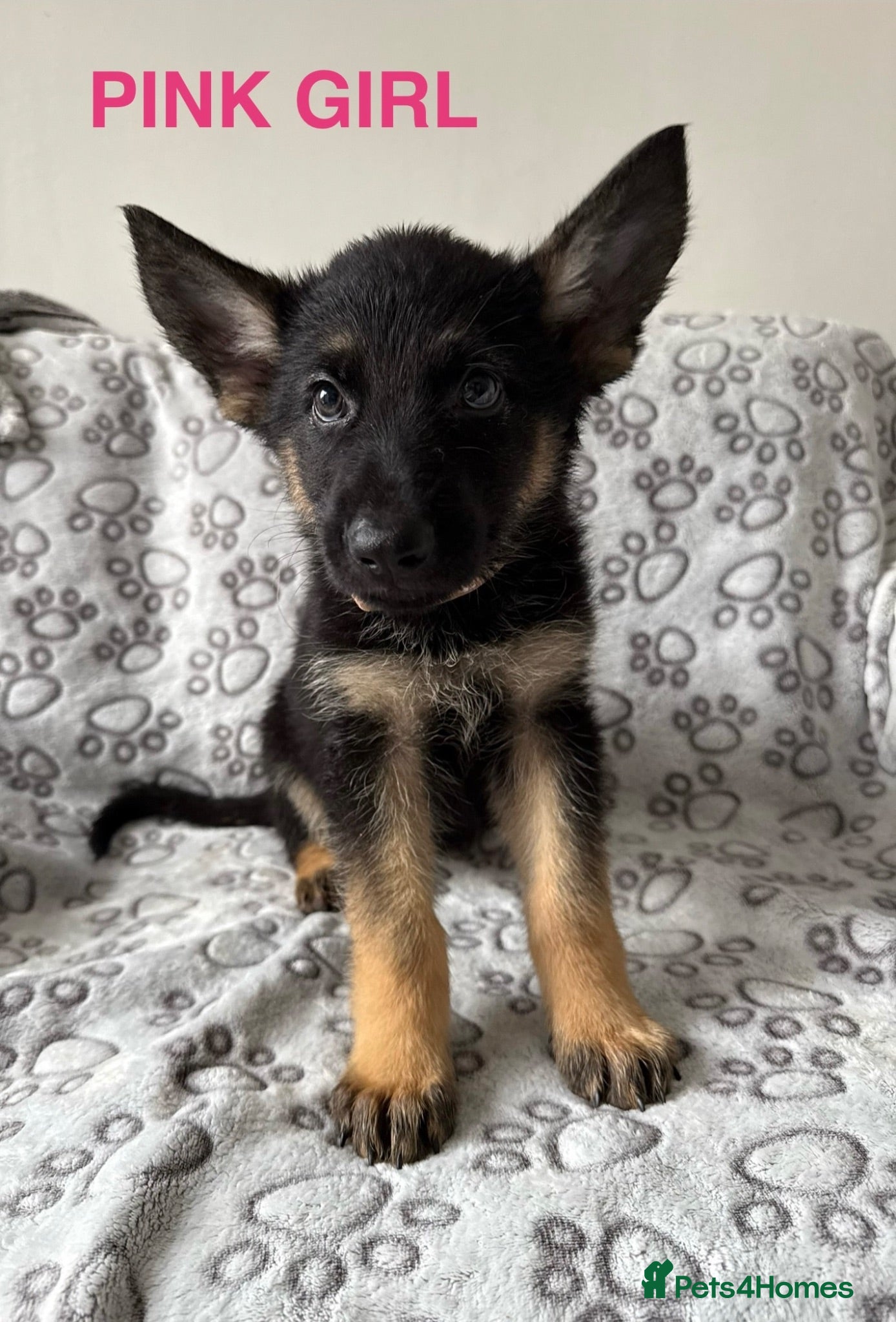 German Shepherd dogs 2 Girls, 1 boy, health tested german shepherds  - Advert 2