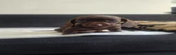 Dachshund dogs for sale: Dachshund  in Nelson - Advert 9