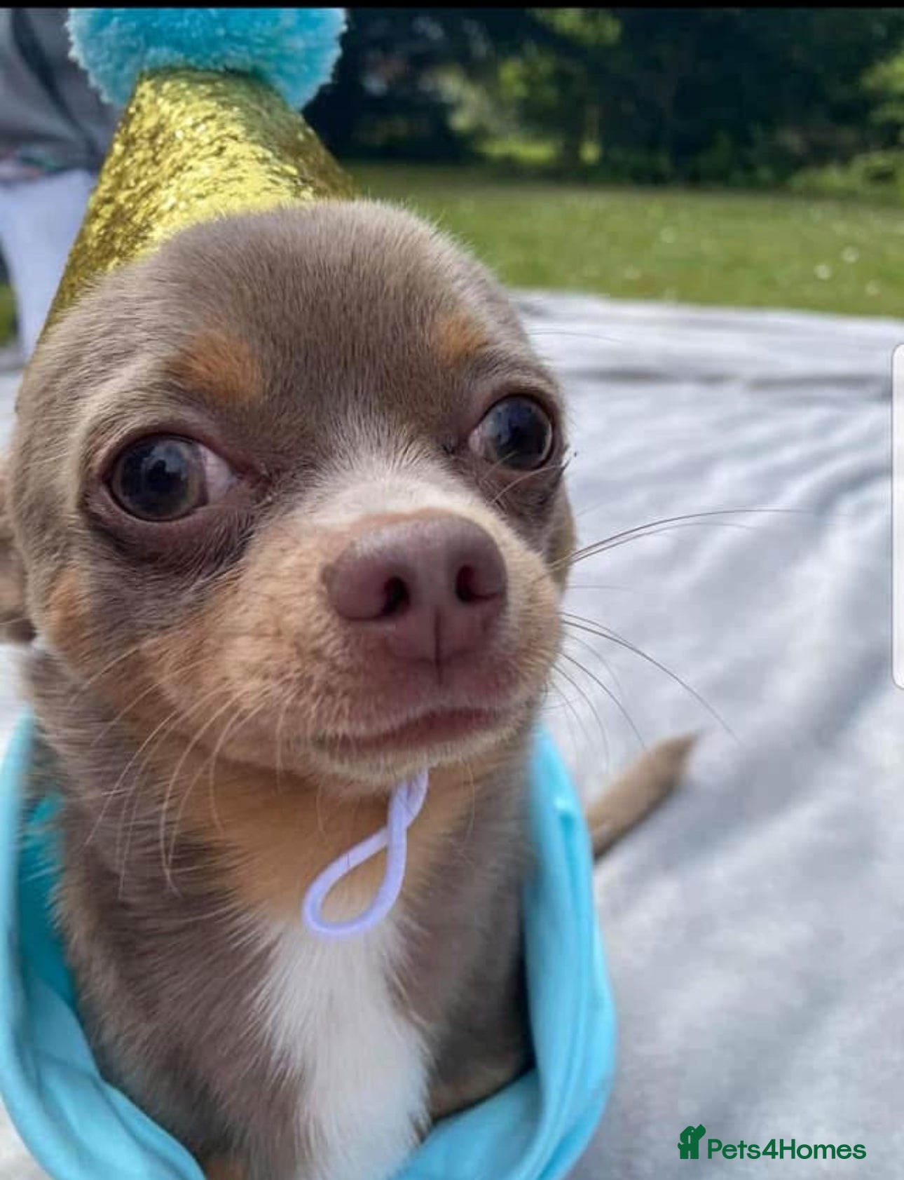 Chihuahua dogs For Stud Only (Frankie)  - Advert 1