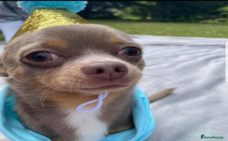 Chihuahua dogs - Advert 1