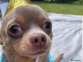 Chihuahua dogs For Stud Only (Frankie) - Advert 17