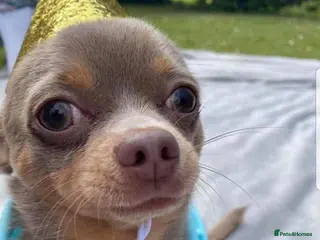 Chihuahua dogs For Stud Only (Frankie) - Advert 16