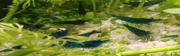 Shrimps fish for sale: 🔥Juvenile RED & BLUE SHRIMP 🦐 + a free plant 🍃 - Advert 15