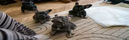French Bulldog dogs for sale: Beautiful littler of KC French Bulldog Puppies. - Advert 6