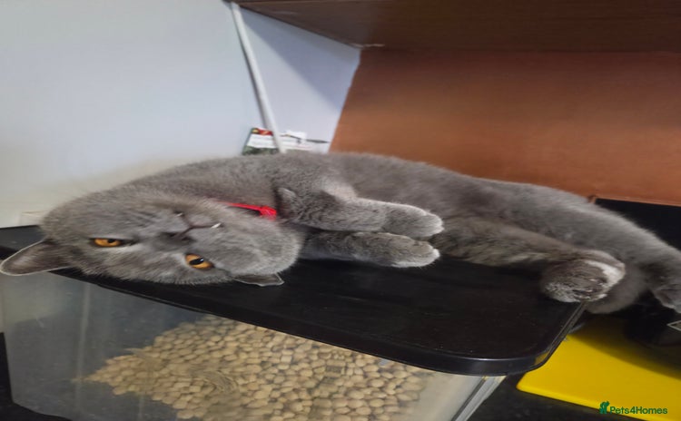 British Shorthair cats - Advert 1
