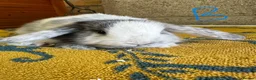 Mini Lop rabbits for sale: Mini Lop Rabbits For Sale  - Advert 22
