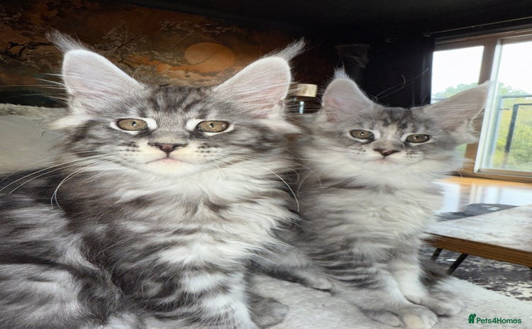 Maine Coon cats - Advert 2
