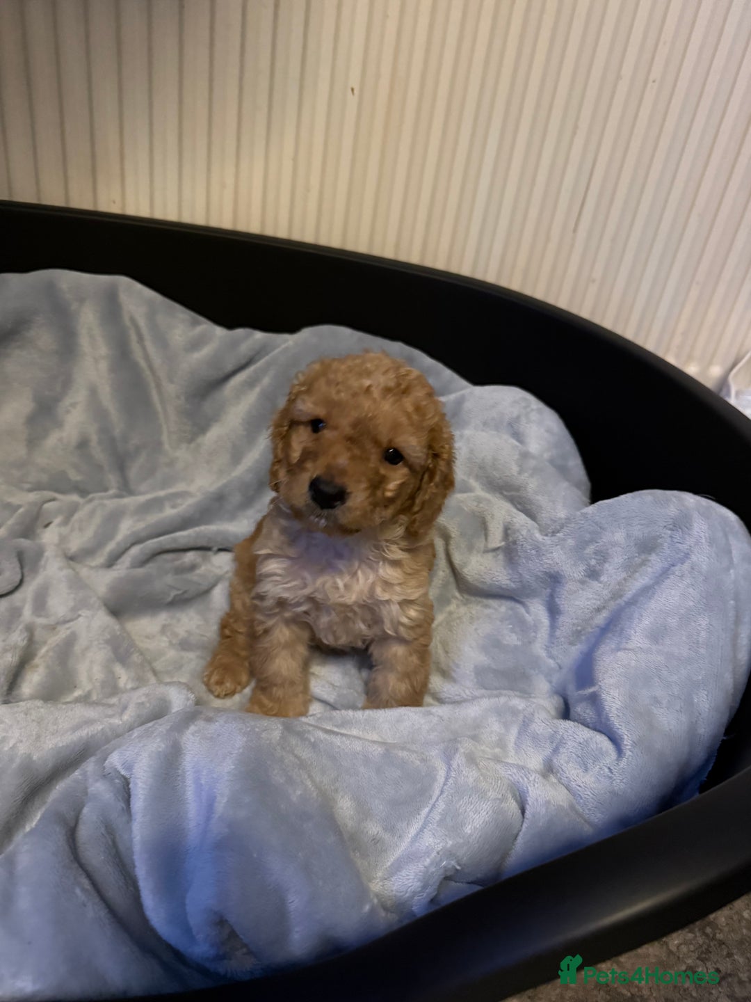 Cockapoo dogs for sale: Cockapoo Puppies For Sale  - Advert 8