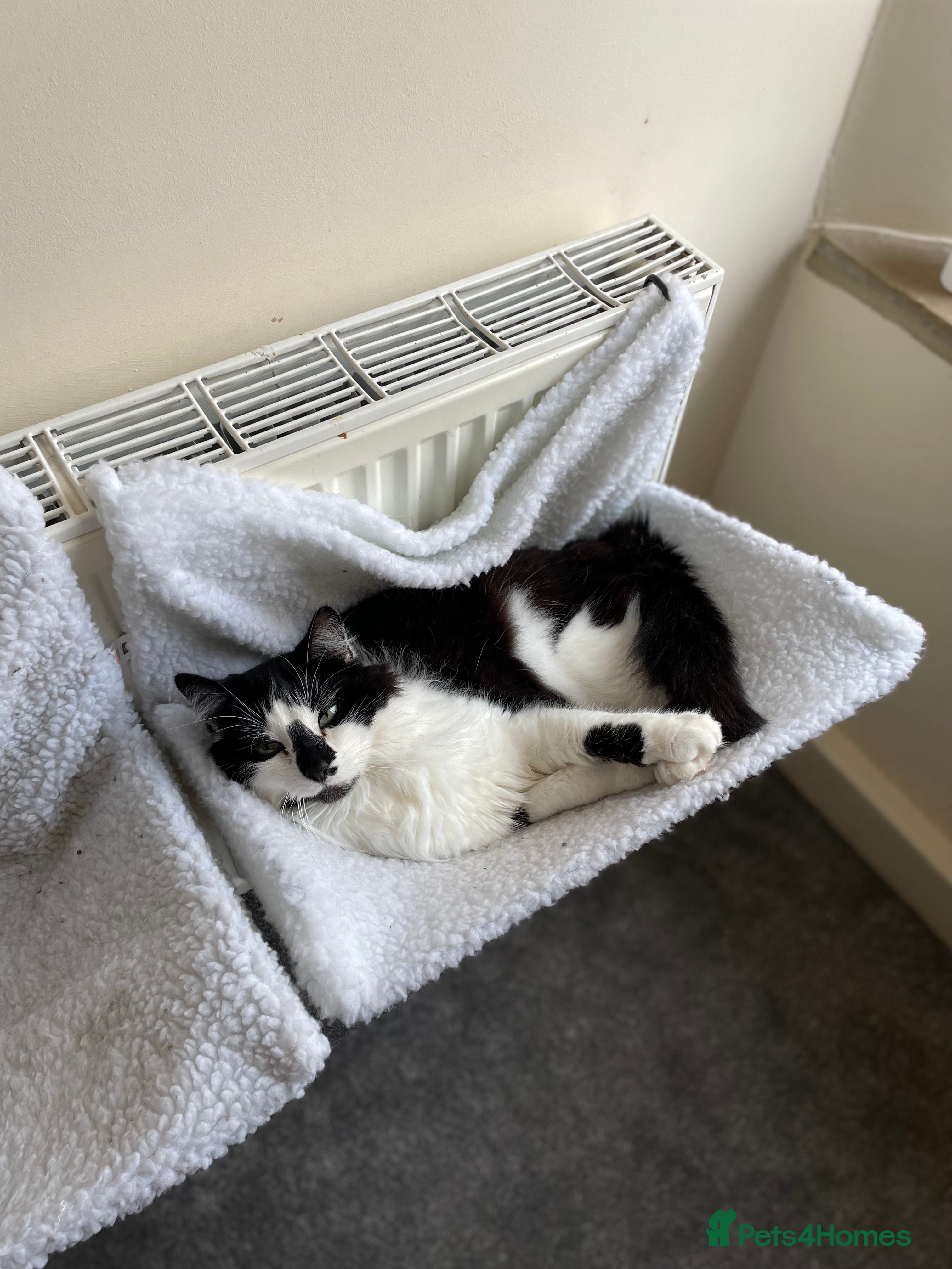 Domestic Shorthair cats Jesse - male 7 years old - Advert 23