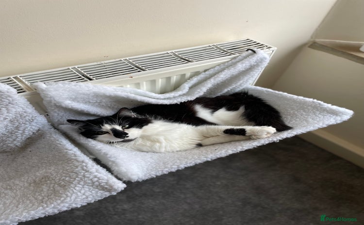 Domestic Shorthair cats Jesse - male 7 years old - Advert 4