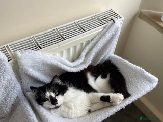 Domestic Shorthair cats Jesse - male 7 years old - Advert 10