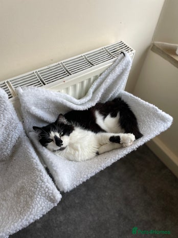 Domestic Shorthair cats Jesse - male 7 years old - Advert 7