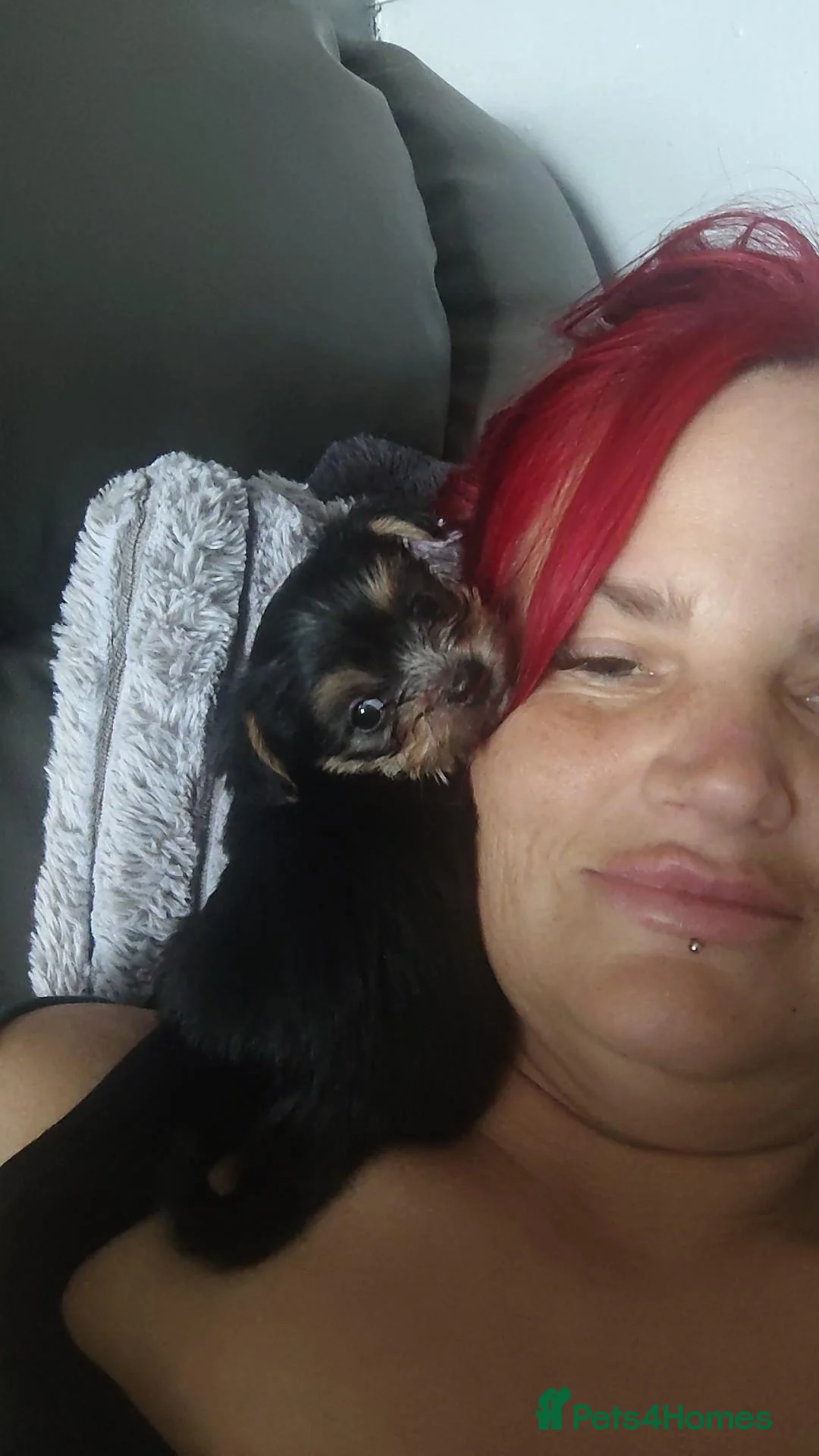 Mixed Breed dogs for sale: Jack Russell - mini Yorkie pups for sale - Advert 2