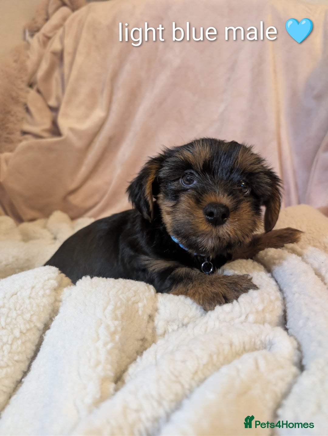Yorkshire Terrier dogs for sale: Yorkshire Terriers ready for new home  - Advert 17