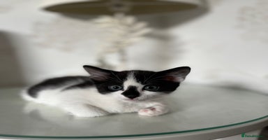 Mixed Breed cats - Advert 2