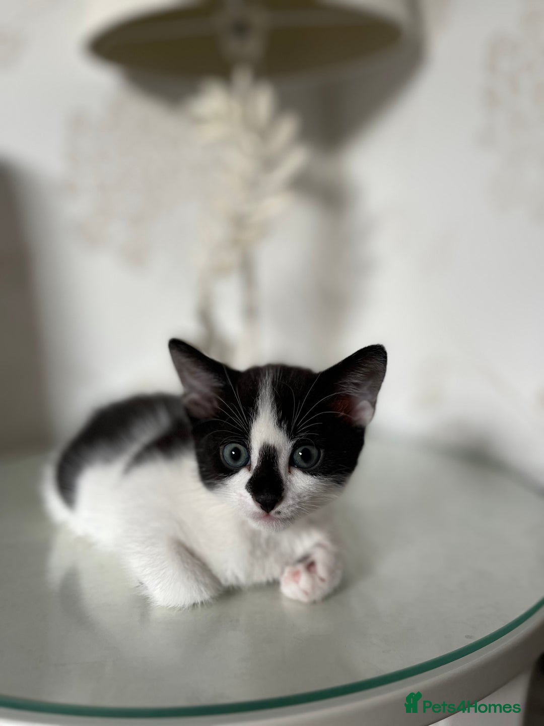 Mixed Breed cats for sale: Adorable Kittens Looking for Loving Homes 🐾 - Image 7