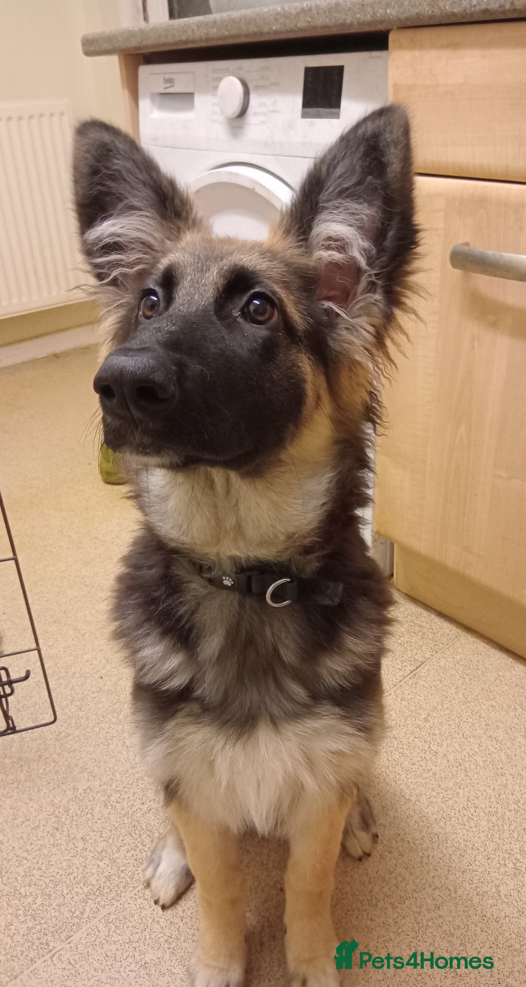 German Shepherd dogs for sale: German shepard puppy - Advert 3