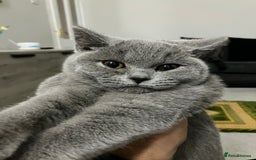 British Shorthair cats for sale: Male British Shorthair kitten 6 month old  - Image 16