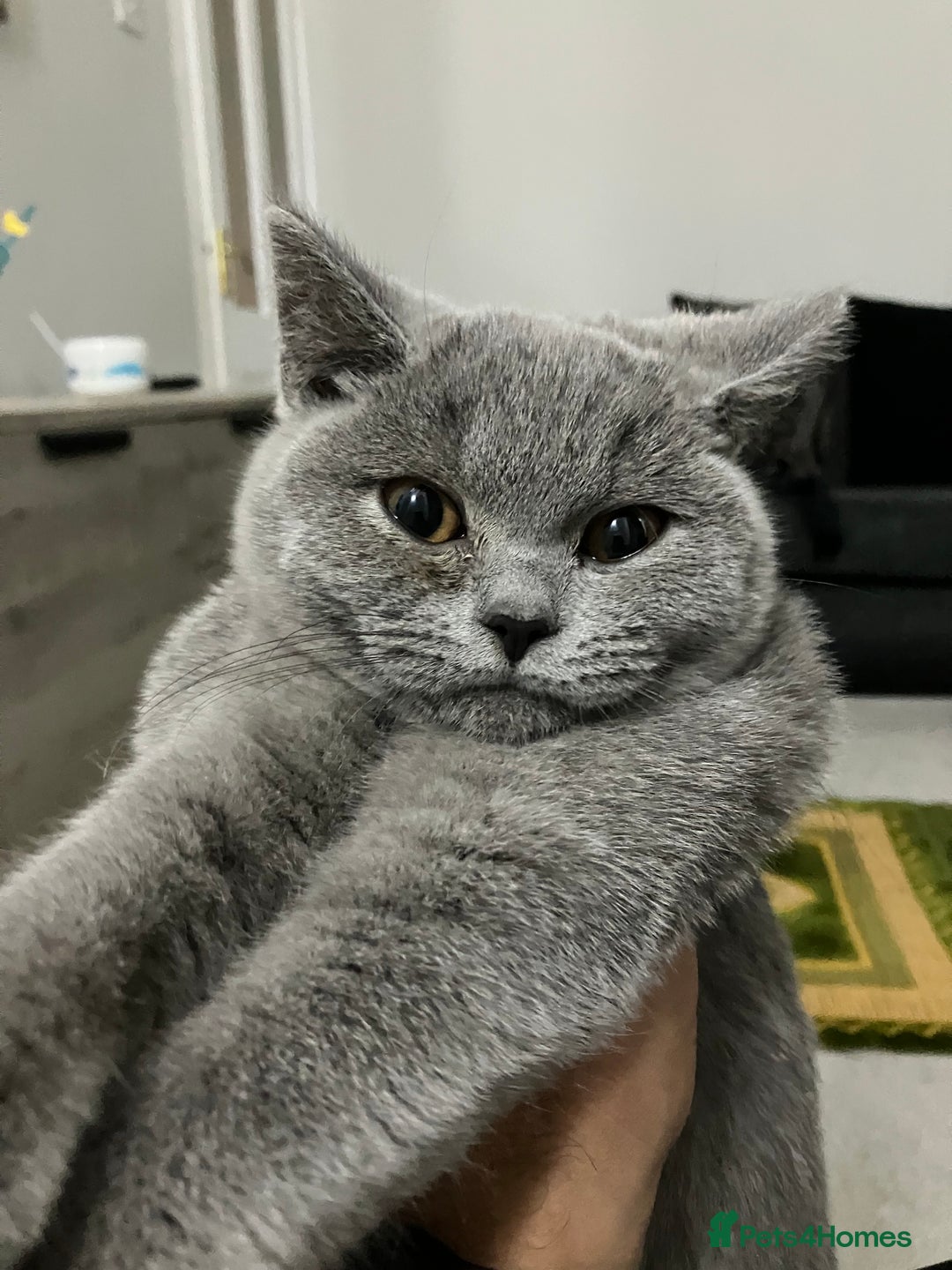 British Shorthair cats for sale: Male British Shorthair kitten 6 month old  - Image 16