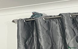 Ringnecks birds for sale: 8 months blue Indian ringneck  - Image 3