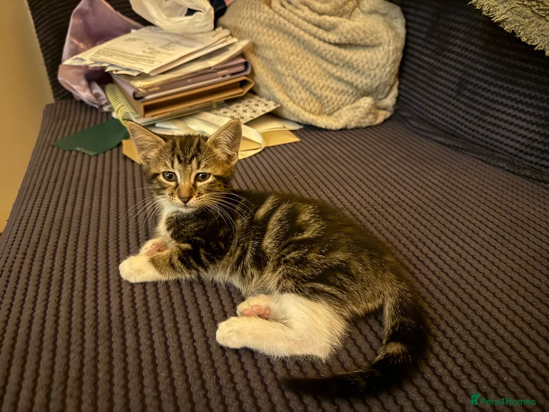 Mixed Breed cats for sale: Luce  - Advert 6